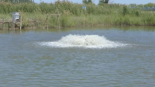 烏拉特前旗兩家水產健康養殖示范場入選“國家隊”，引領內陸水產養殖銷售新篇章